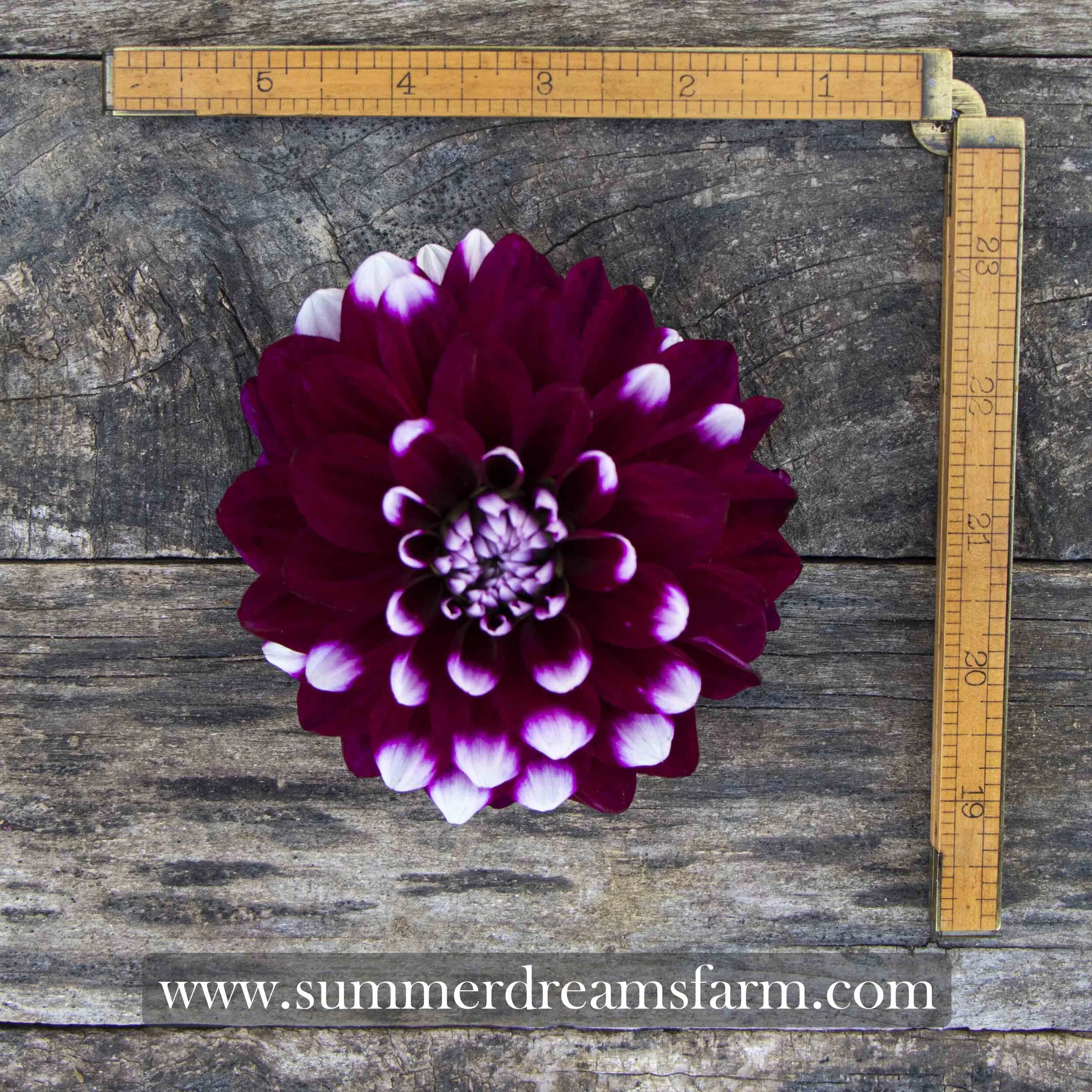 Dahlia - Ryan C — Dahlia | SummerDreamsFarm